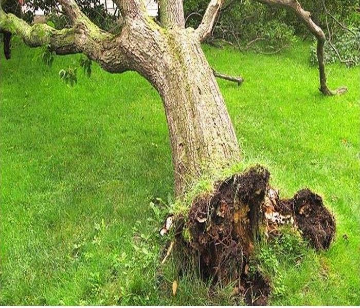 fallen tree with roots exposed